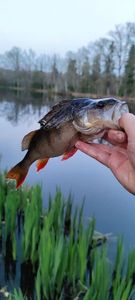 European Perch