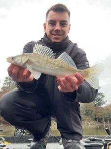 Zander