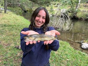 Brown Trout