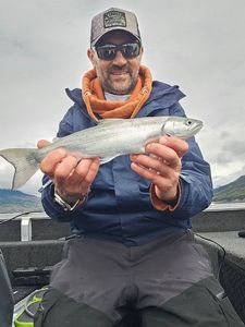 Lake Trout