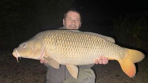 Common Carp
