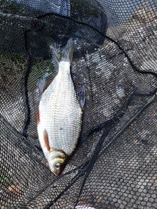 White bream