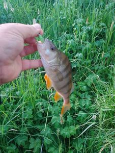 European Perch