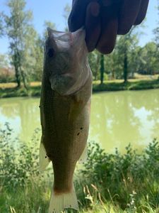 Largemouth Bass