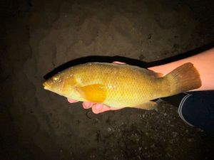 Ballan Wrasse