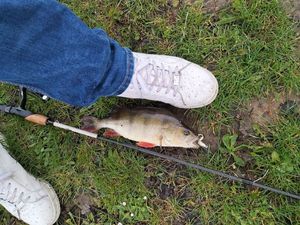 European Perch