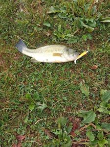 Largemouth Bass