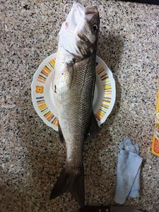 European Bass (Seabass)