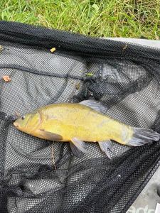 Tench
