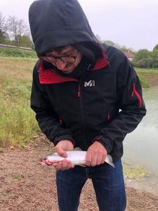 Rainbow Trout