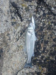 European Bass (Seabass)
