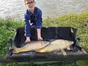 Common Carp