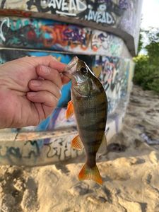 European Perch