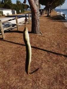 European Eel (Common Eel)