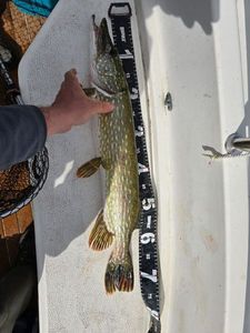 Northern Pike