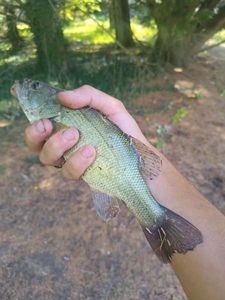 Largemouth Bass