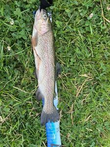 Rainbow Trout