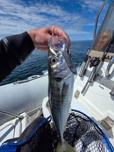 Atlantic Horse Mackerel