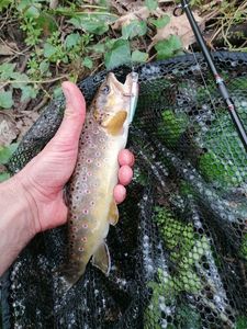 Brown Trout