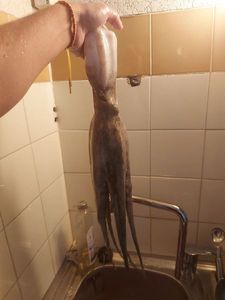 Common Octopus