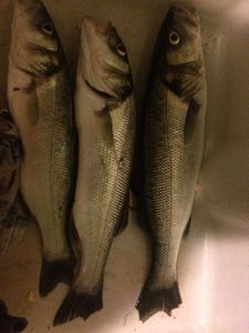 European Bass (Seabass)