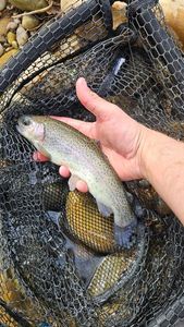 Rainbow Trout