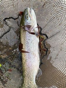 Rainbow Trout