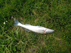 Zander