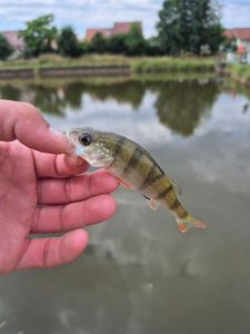 European Perch