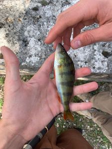 Yellow Perch