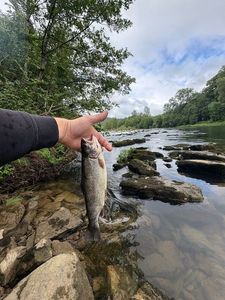 Rainbow Trout