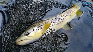 Brown Trout