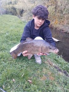 Common Carp