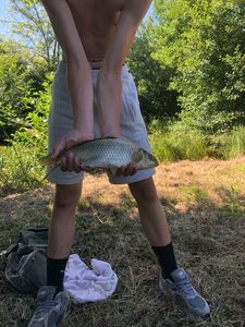 Common Carp