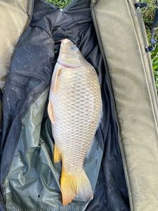 Common Carp