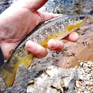 Brown Trout caught by David Mozet
