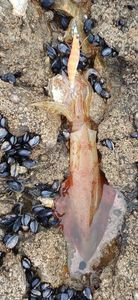 European Squid