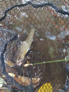 Brown Trout