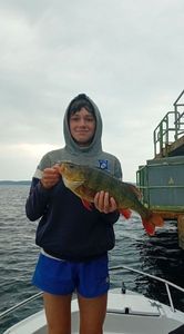 European Perch