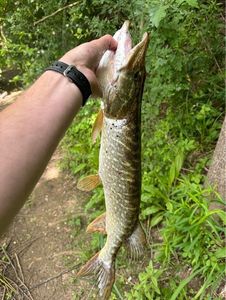 Northern Pike
