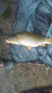 Common Carp