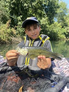 Largemouth Bass