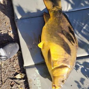 Mirror Carp
