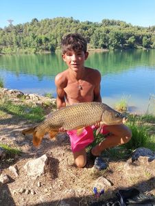 Common Carp