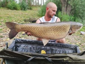 Grass Carp