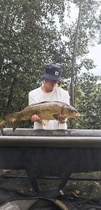 Common Carp
