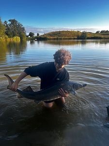 Sturgeon