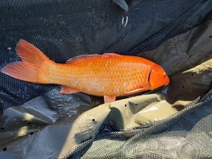 Koï Fish