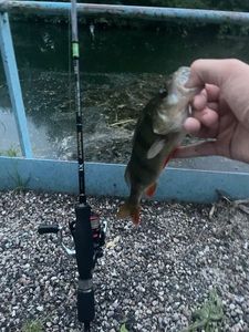 European Perch