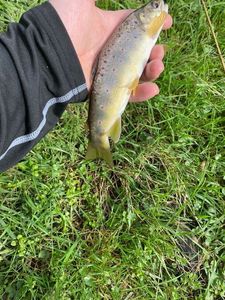 Brown Trout